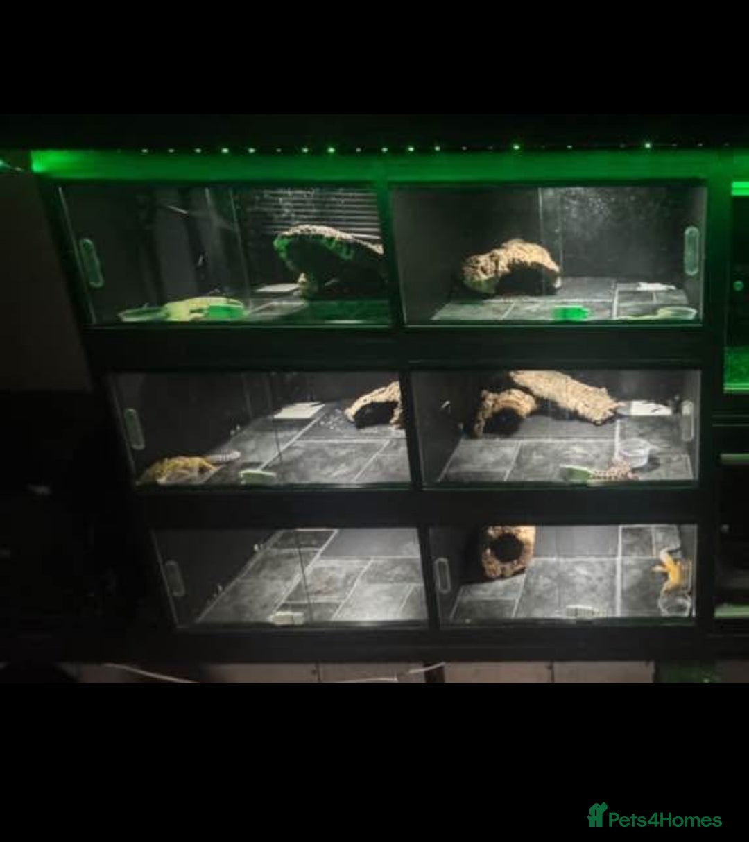 Mixed Breed reptiles for sale: 6 in 1 Viv  - Advert 1