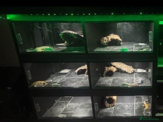 Mixed Breed reptiles 6 in 1 Viv - Advert 2