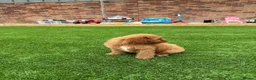 Cavapoo dogs for sale: F1 b Cavapoo  in Doncaster - Advert 5