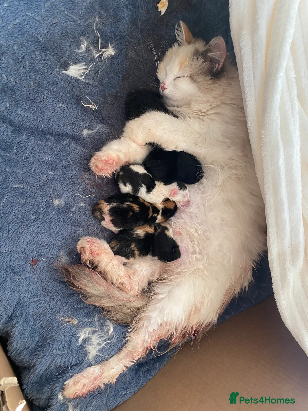 Mixed Breed cats for sale: Ragdoll x British Shorthair Kittens   - Advert 2