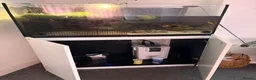 Turtle reptiles for sale: Terrapin turtle  - Advert 3