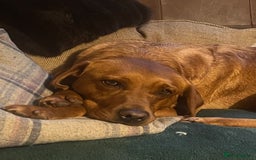 Labrador Retriever dogs for sale: Health tested extremely dark fox red Labradors - Image 9