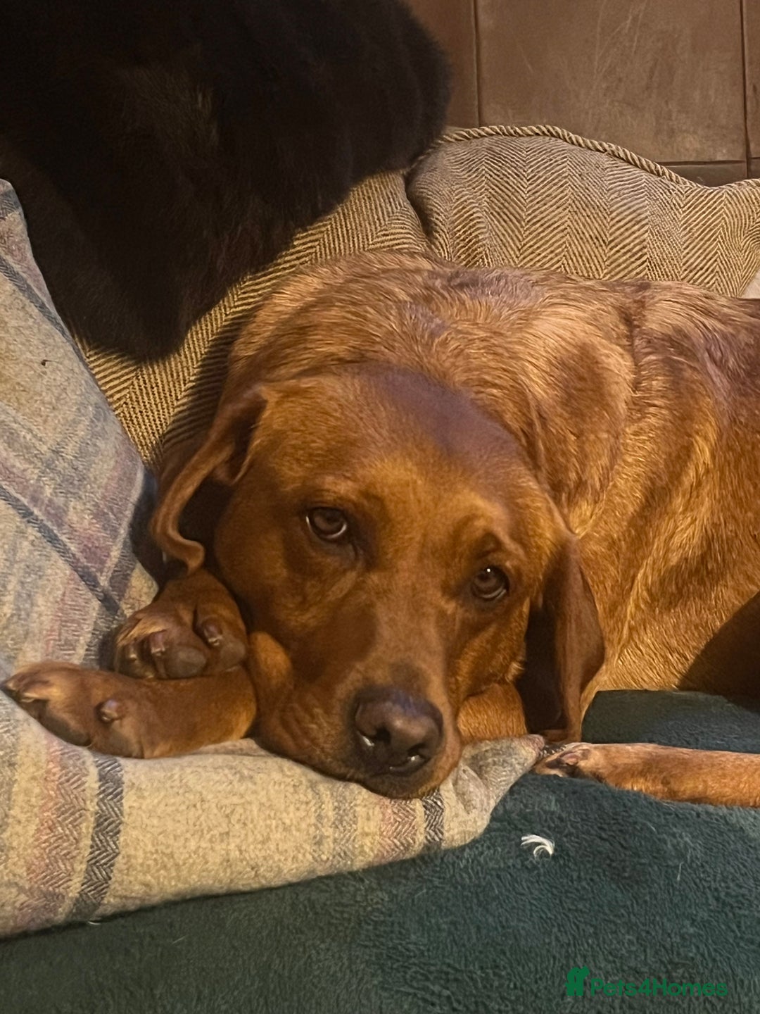 Labrador Retriever dogs for sale: Health tested extremely dark fox red Labradors - Image 9
