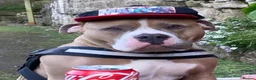 Mixed Breed dogs for sale: Beautiful staffy cross classic bully pups! - Advert 19