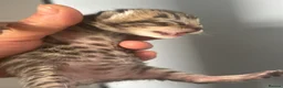 Bengal cats for sale: 3/4 blue bengal  kittens - Advert 20