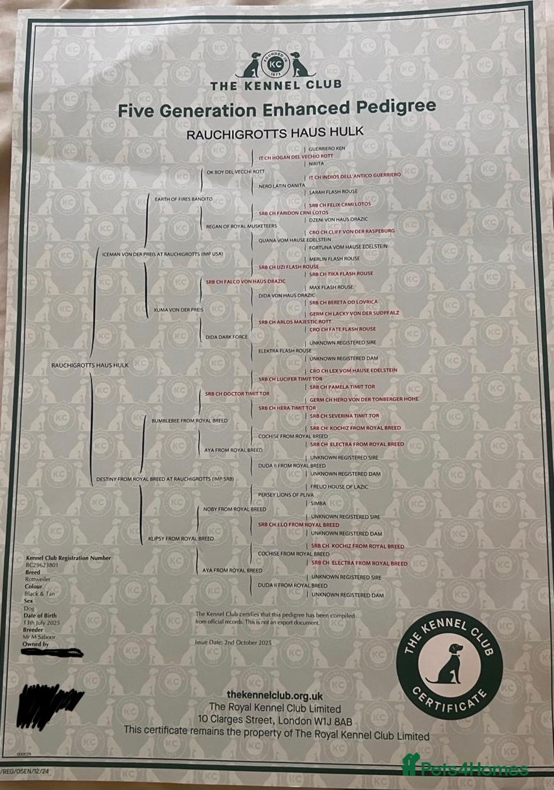 Rottweiler dogs for sale: 5 Generation Pedigree KC Pure Rottweiler - Advert 8
