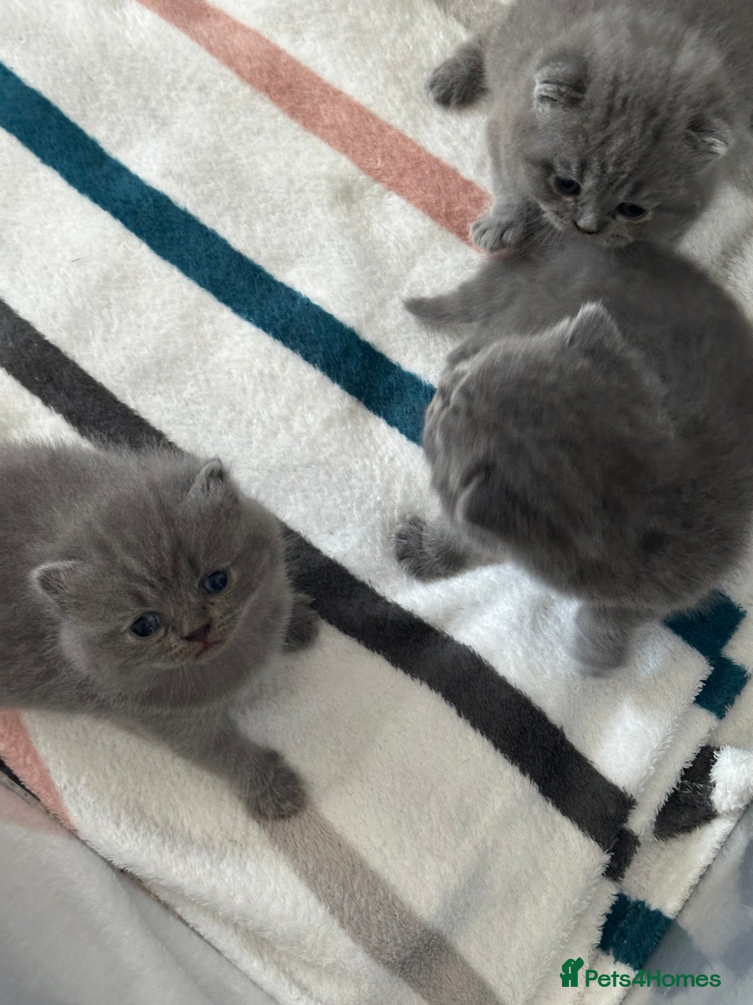 British Shorthair cats for sale: 4 BIG Boys ,British Shorthair Kittens 🐱  - Advert 4