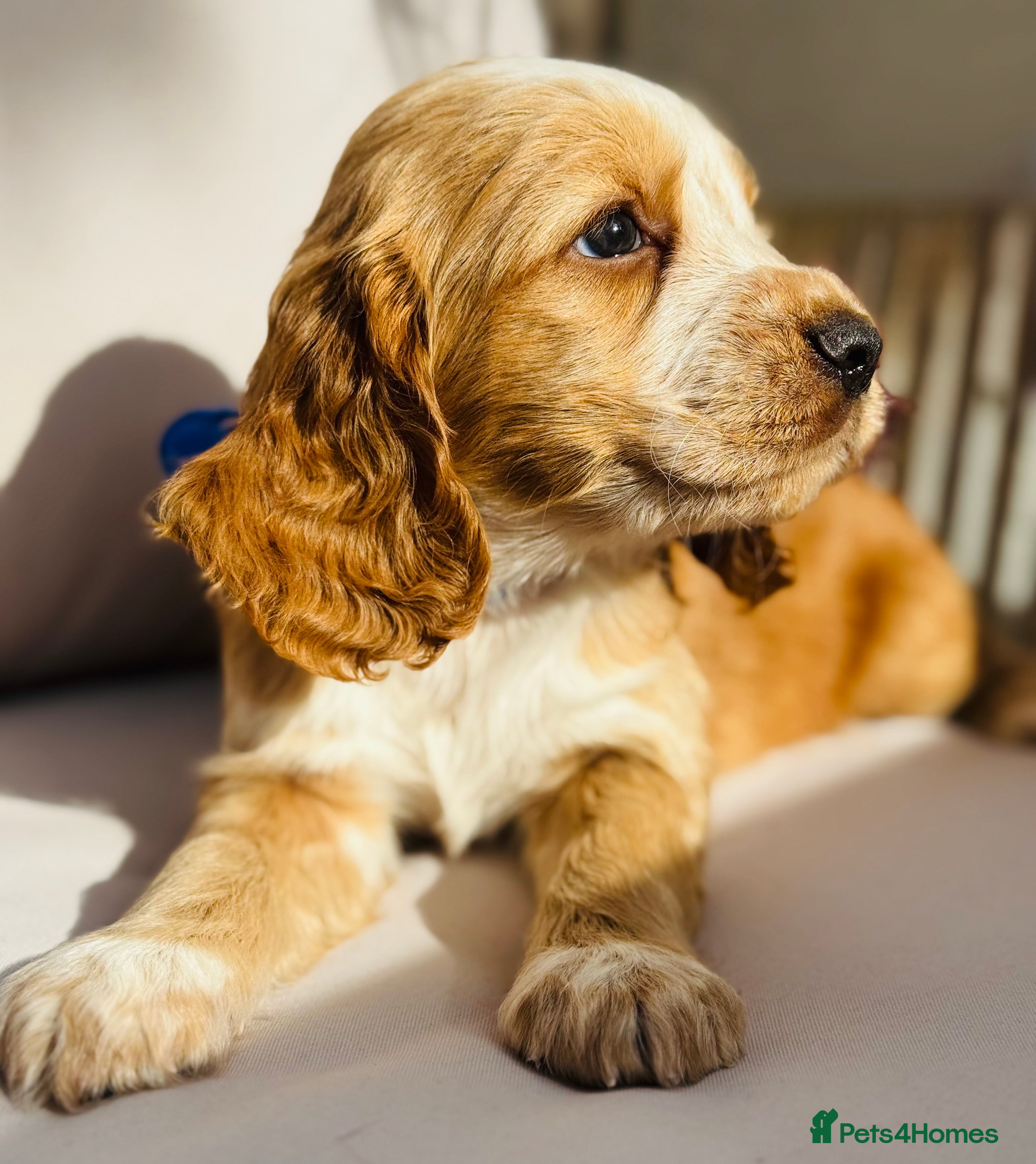 Cocker Spaniel dogs Cocker Spaniel puppies  - Advert 2