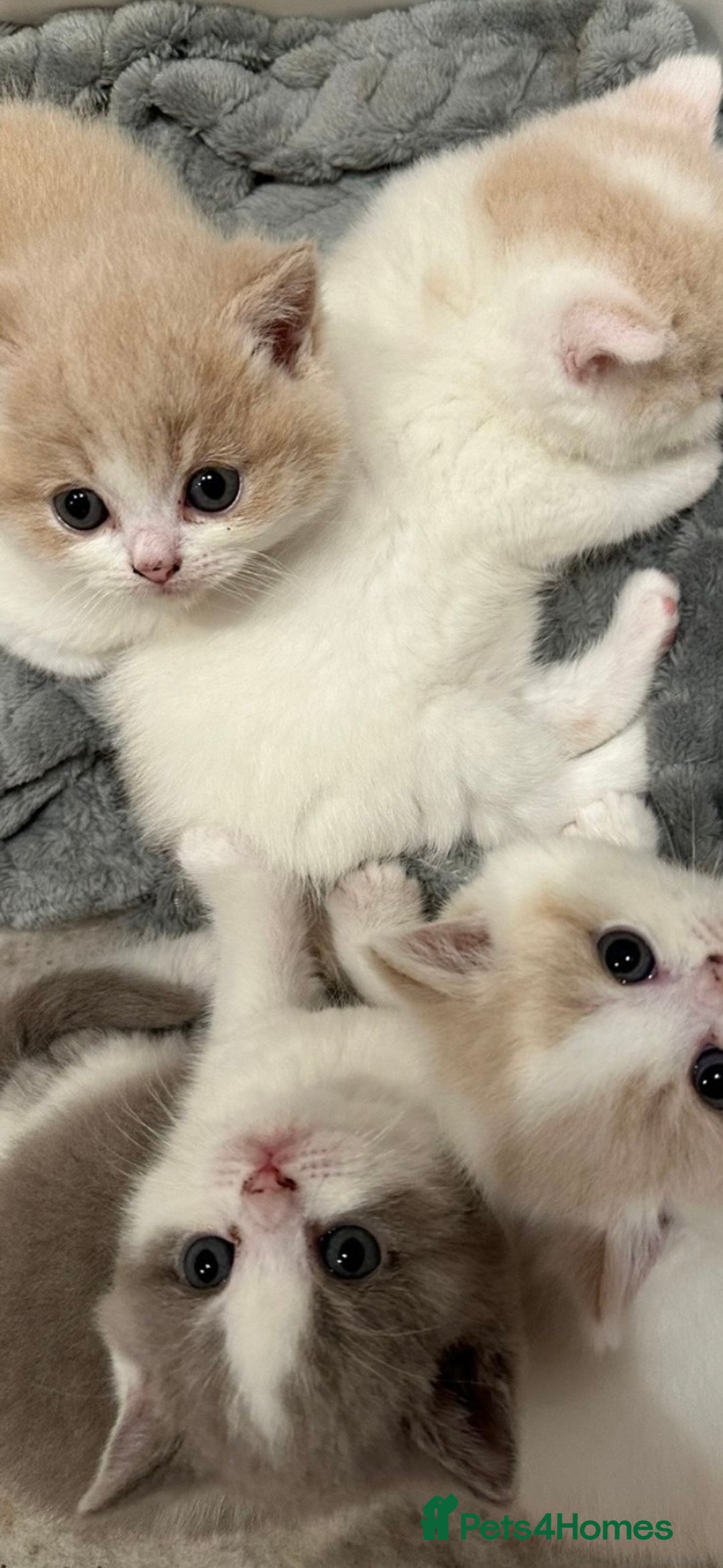 British Shorthair cats for sale: 1 left Ready NOW GCCF BSH kittens  - Advert 3