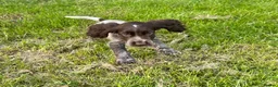 Cocker Spaniel dogs for sale: Show cocker spaniel puppies  in Warrington - Advert 3