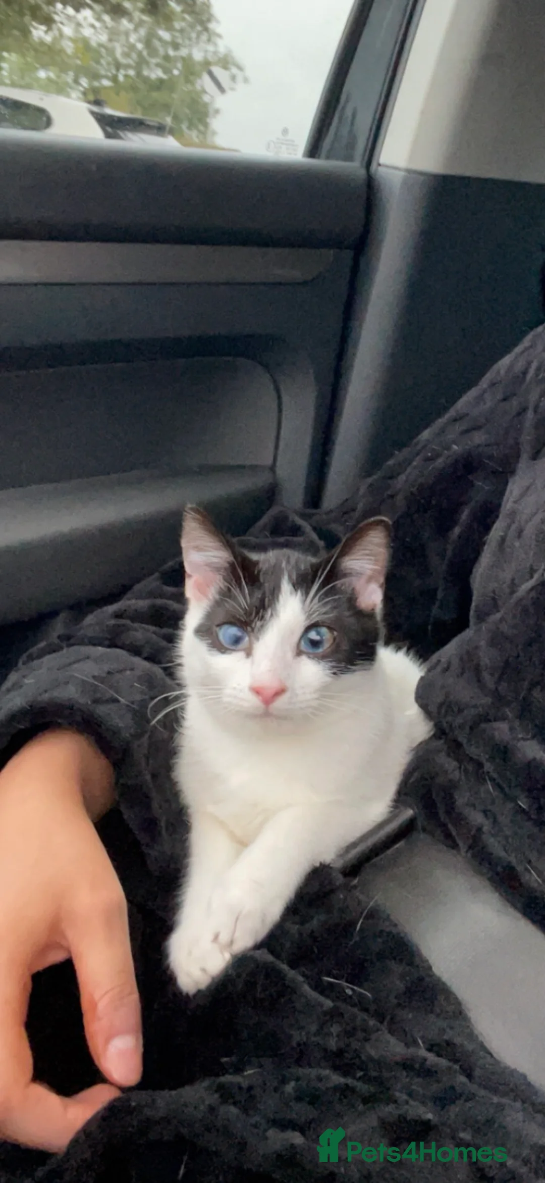 Domestic Shorthair cats for sale: 4 Kittens looking for their forever home - Advert 2