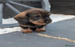 Dachshund dogs for sale: KC Register Standard Wirehaired Dachshund Puppies in Lincoln - Image 15