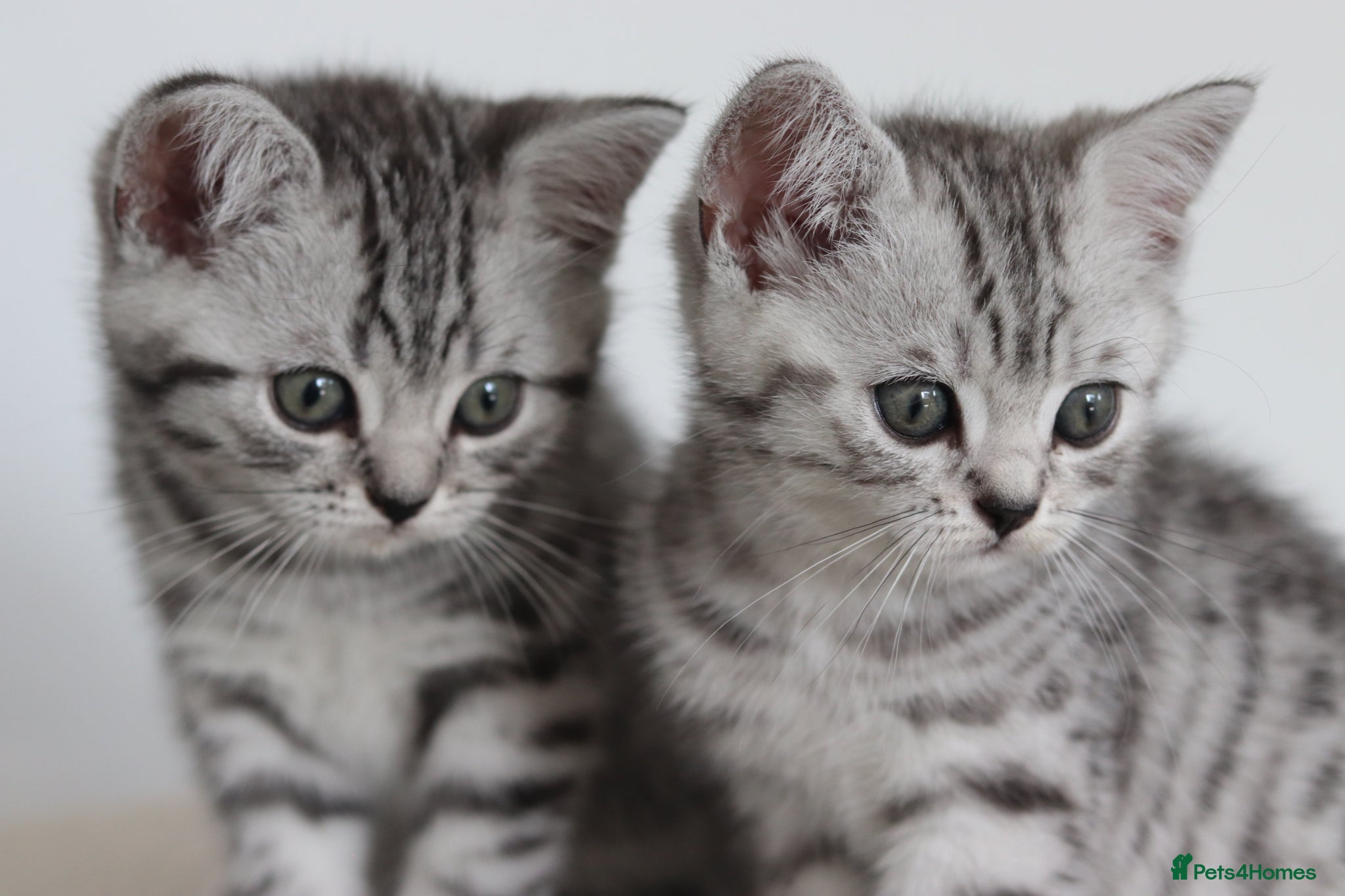 British Shorthair cats 🐾 Gorgeous GCCF British Shorthair Kittens 🐾 - Advert 1