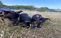 Staffordshire Bull Terrier dogs for sale: Staffy Puppy's for sell in Liverpool - Image 11