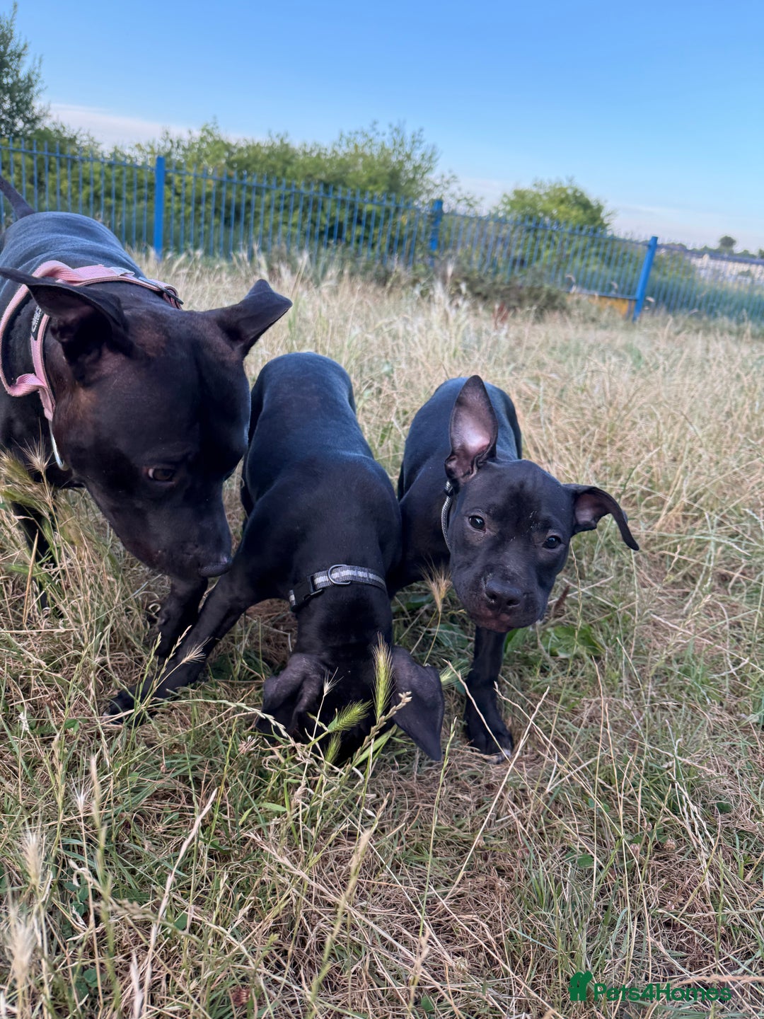 Staffordshire Bull Terrier dogs for sale: Staffy Puppy's for sell in Liverpool - Image 11