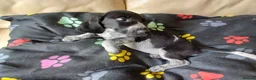 Mixed Breed dogs for sale: KC Basset Hound x KC German Shorthaired Pointer  - Advert 14