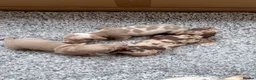 Miniature Dachshund dogs for sale: Rainbow minture dachshunds  - Advert 3