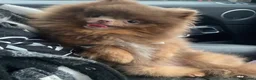 Pomeranian dogs for sale: Litter of insane quality Pomeranian pups 🔥🩷  - Advert 8
