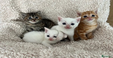 Turkish Angora cats - Advert 3