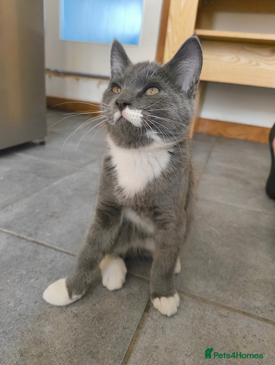 Scottish Fold cats for sale:  1 Tuxedo Scottish Fold Kitten Boy  in Manningtree - Image 4
