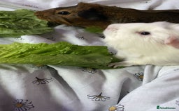 Guinea Pig rodents for sale: Two Bonded Piggies Looking for a New Family - Image 2