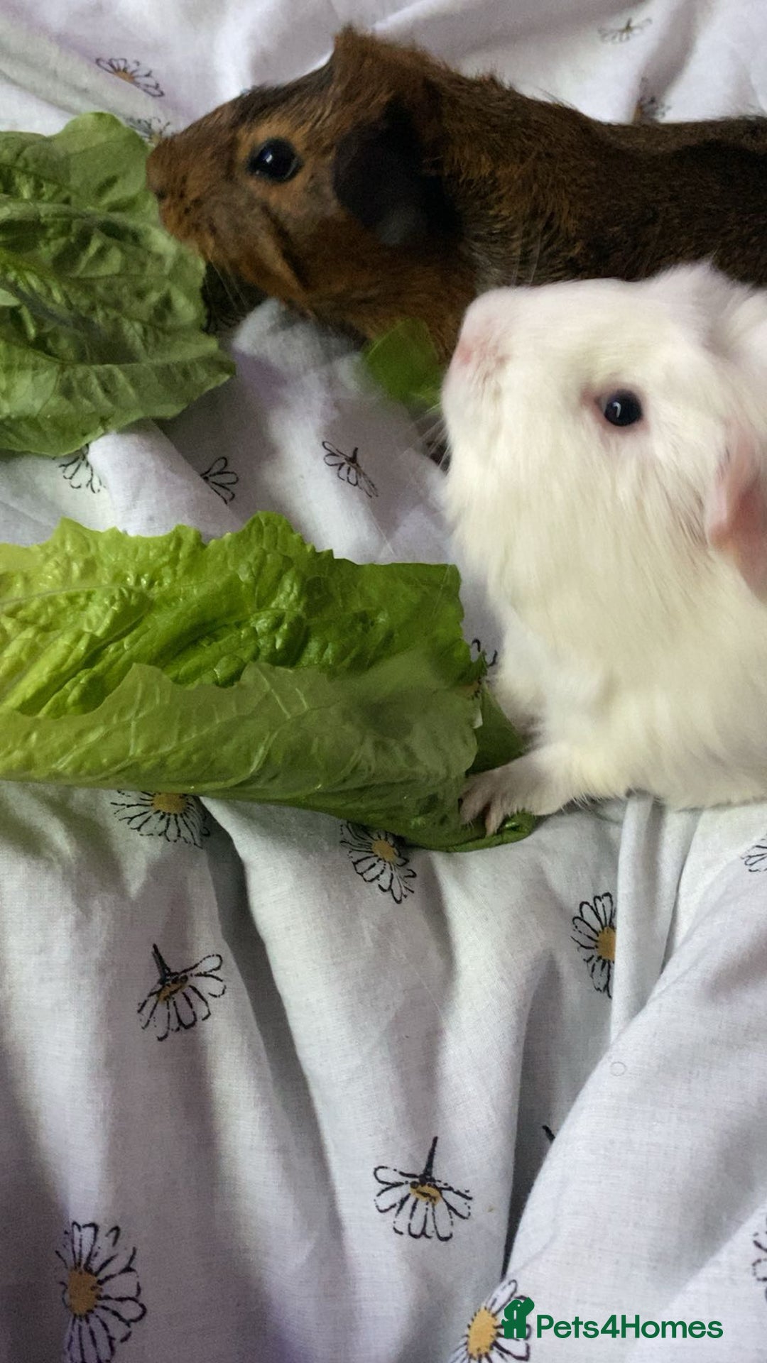 Guinea Pig rodents for sale: Two Bonded Piggies Looking for a New Family - Image 2