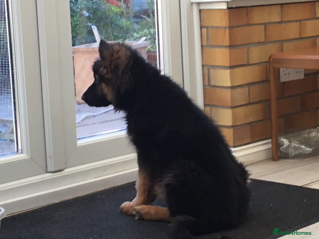 German Shepherd dogs for sale: 12 weeks German Shepard  - Image 9