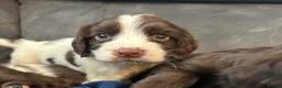 Cocker Spaniel dogs for sale: Cocker Spaniel Puppies  - Advert 15