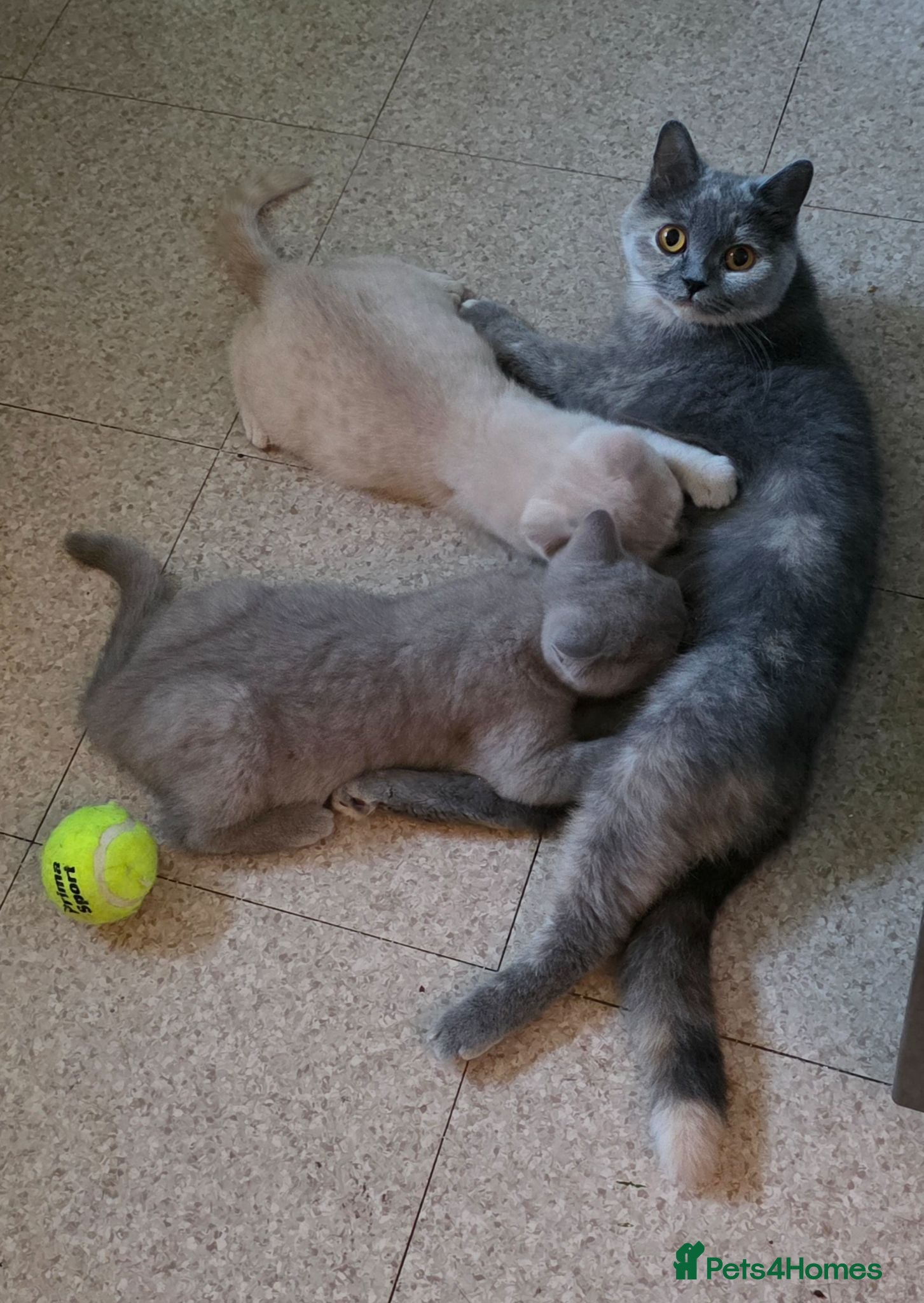 British Shorthair cats GCCF registered beautiful kittens  - Advert 2