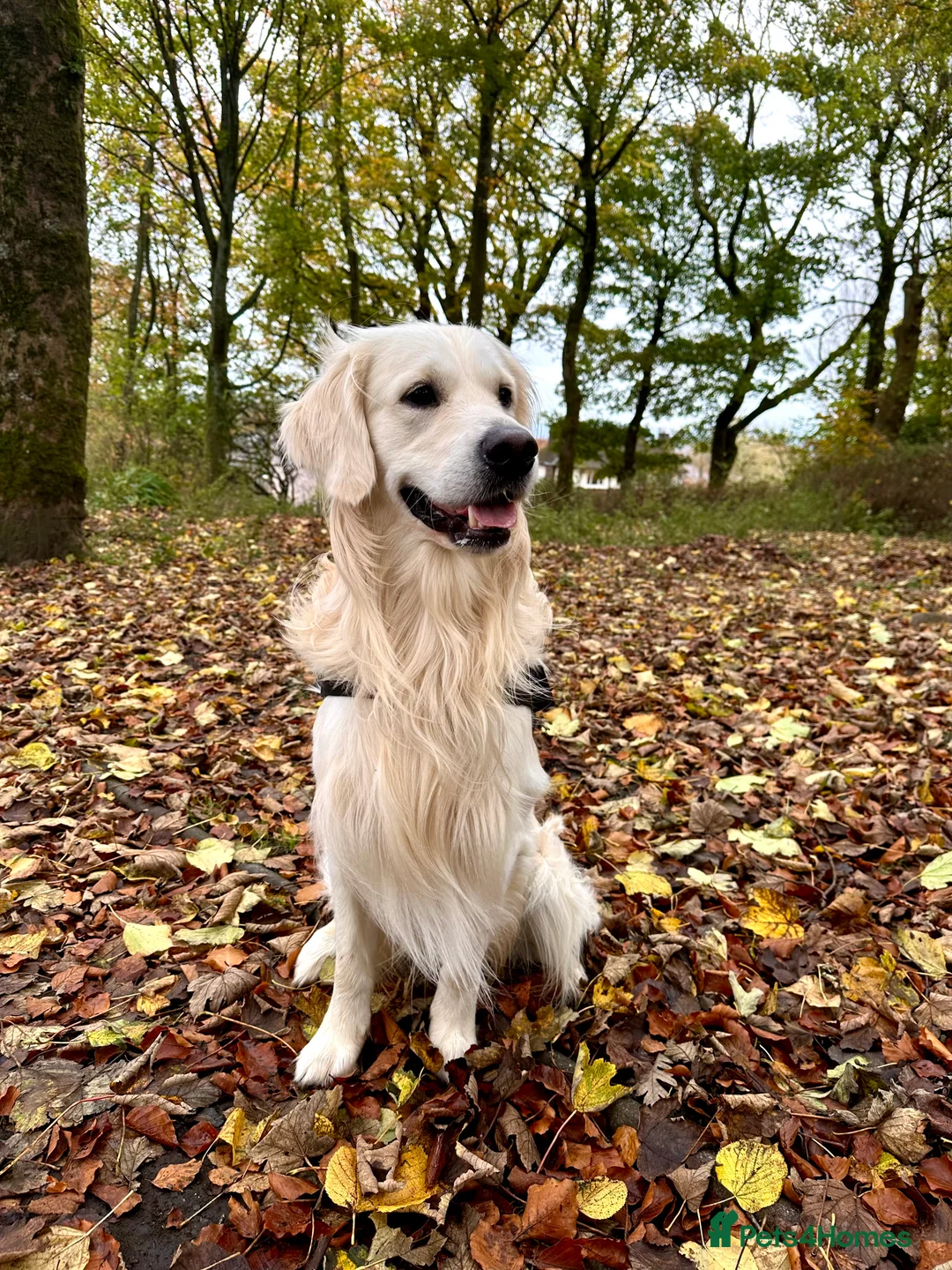 Golden Retriever dogs for stud: Gorgeous RKC golden retriever available for stud - Advert 4