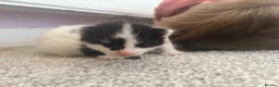 Mixed Breed cats for sale: 4 beautiful fluffy kitten  - Advert 5