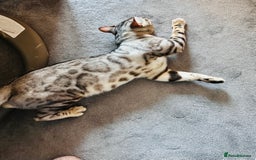 Bengal cats for sale: Pure breed bengals  - Image 2