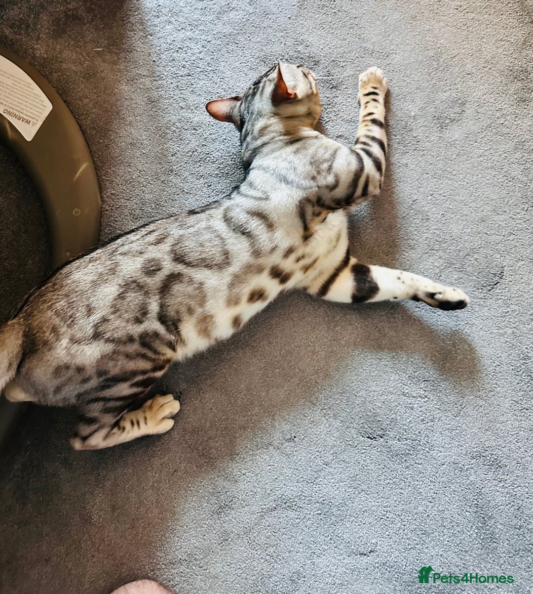 Bengal cats for sale: Pure breed bengals  - Image 2