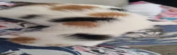 Mixed Breed cats for sale: Kittens for sale mum part ragdoll - Advert 6
