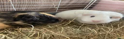 Guinea Pig rodents for sale: Chichester- 2 female guinea pigs for sale £30  in Chichester - Advert 1