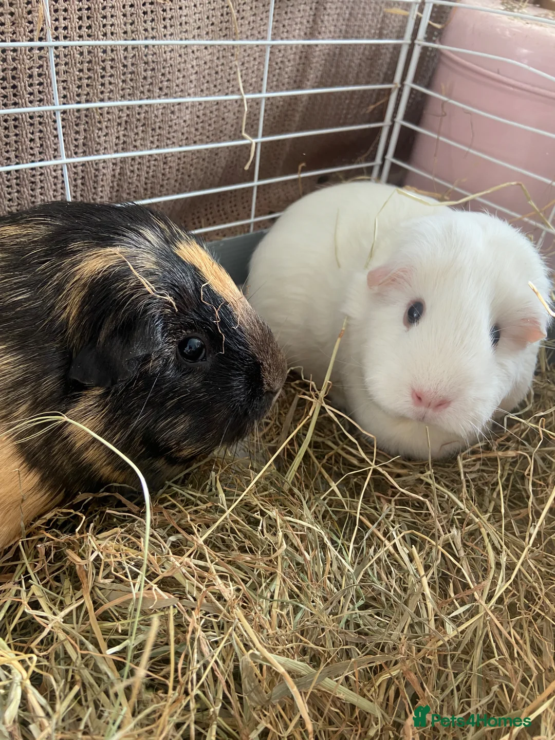 Guinea Pig rodents for sale: Chichester- 2 female guinea pigs for sale £30  in Chichester - Advert 1