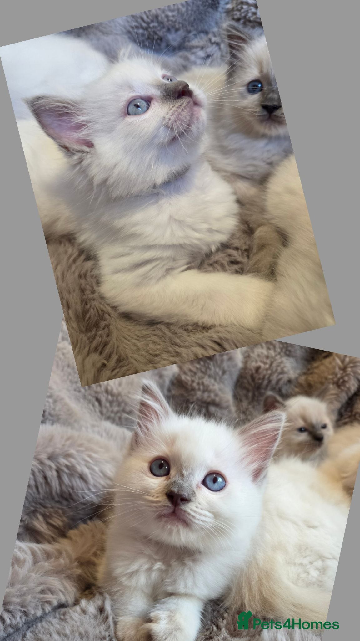 Ragdoll cats 🏆GCCF REG. EXTENSIVELY TESTED RAGDOLL KITTENS 🌟 - Advert 2