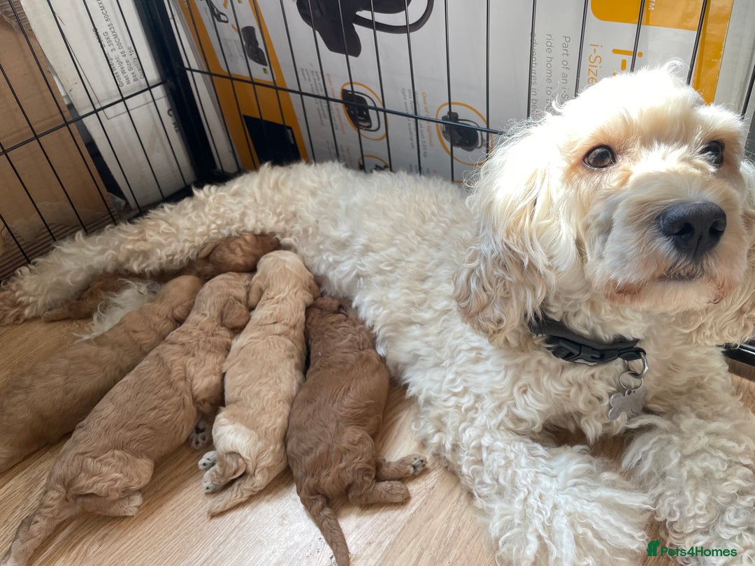 Cockapoo dogs for sale: Toy cockapoos f2b 5 gorgeous teddy bears - Image 11