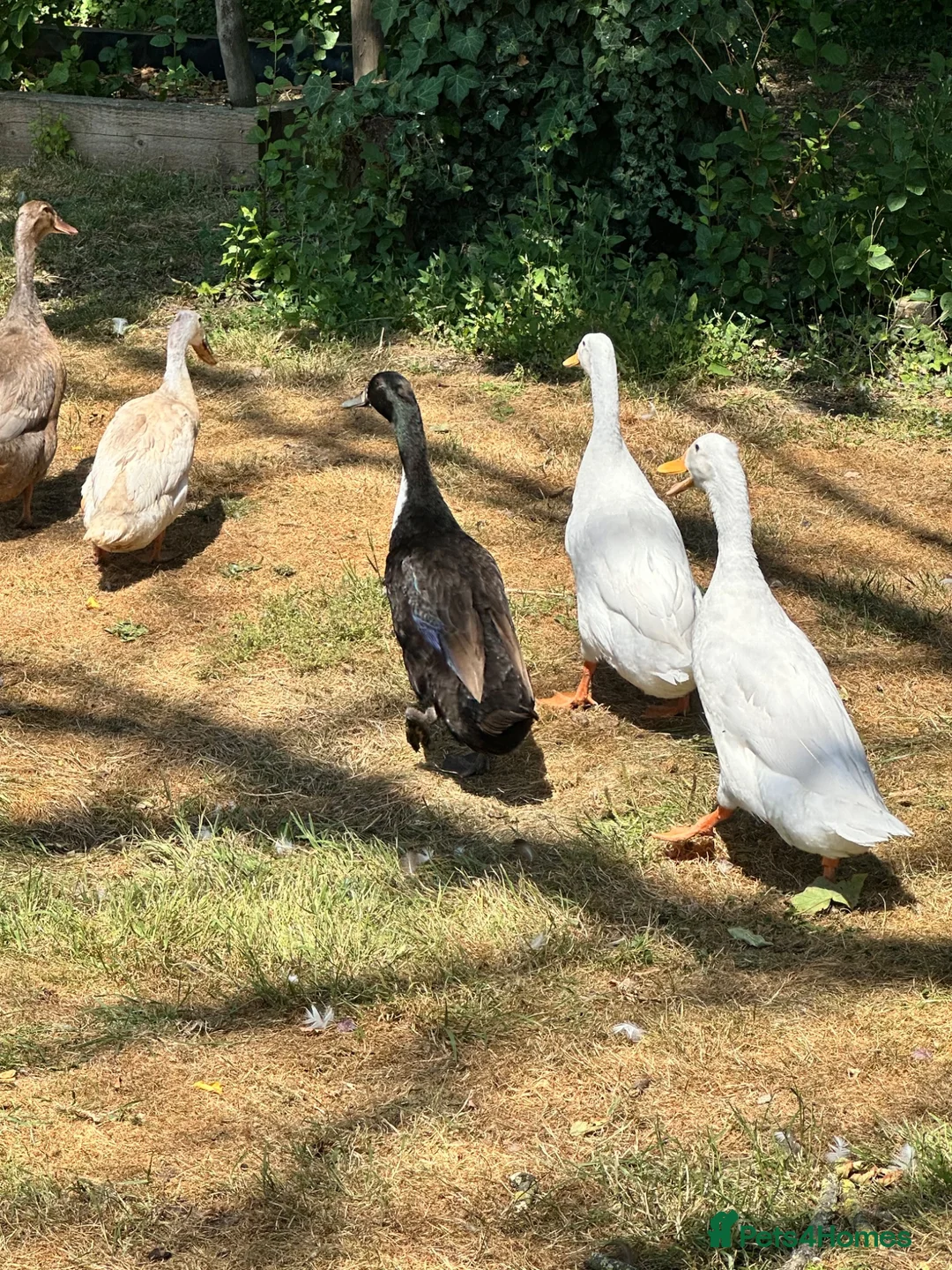 Ducks poultry for sale: Pingu: Lovesick Runner Drake Needs Fresh Start - Advert 7