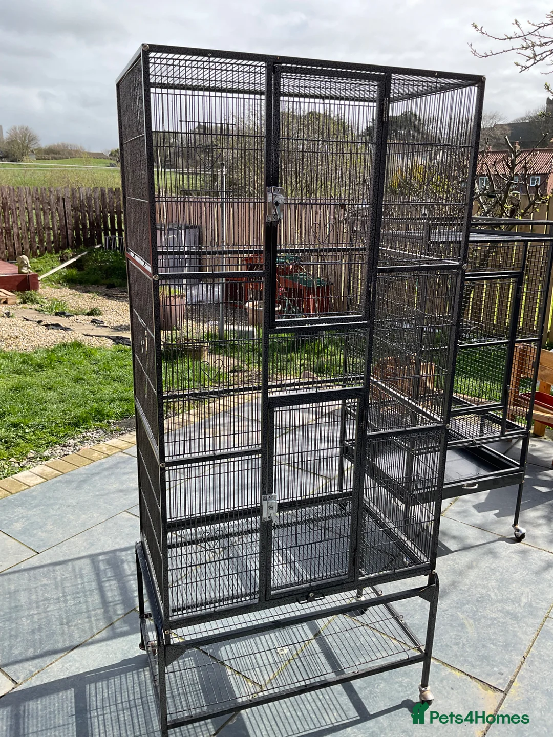 Conures birds for sale: Sun conure - Advert 3