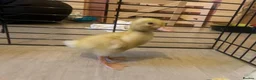 Ducks poultry for sale: Cherry valley ducklings - Advert 1