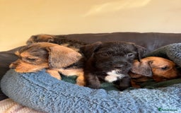 Dachshund dogs for sale: Wire haired dachshund puppies  - Advert 11