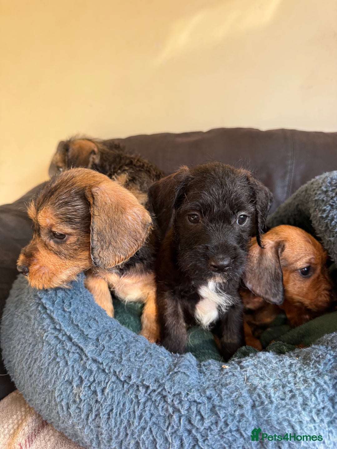 Dachshund dogs for sale: Wire haired dachshund puppies  - Advert 11