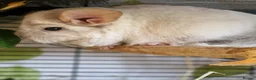 Chinchilla rodents for sale: Very friendly male chinchilla - Advert 3