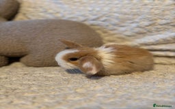 Mini Lop rabbits for sale: Mini lop babies 🫶🏻 ready to reserve ✨ - Image 10