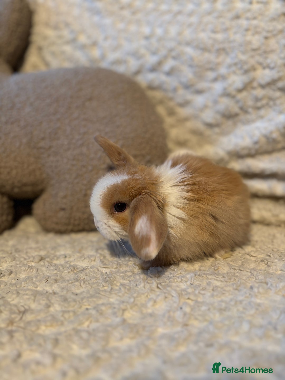 Mini Lop rabbits for sale: Mini lop babies 🫶🏻 ready to reserve ✨ - Image 10
