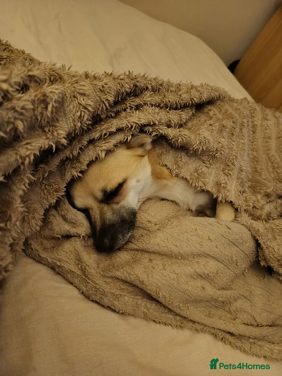 Chihuahua dogs for sale: Special Forever Home Wanted for Our Bonded Pair - Advert 2