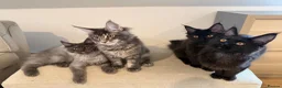 Maine Coon cats for sale: TICCA Registered Mainecoon Kittens (PetOnly) - Advert 8