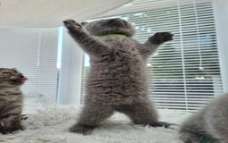 British Shorthair cats for sale: TOP💗 Quality British Shorthair 😻Kittens💋 - Image 28