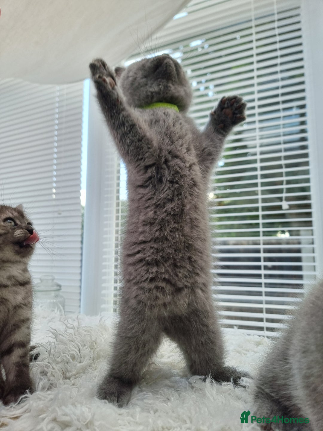 British Shorthair cats for sale: TOP💗 Quality British Shorthair 😻Kittens💋 - Image 28